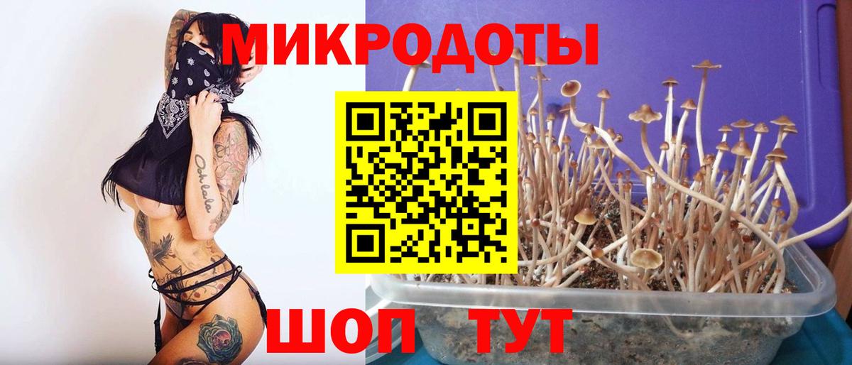 Псилоцибиновые грибы Psilocybine cubensis Курчатов